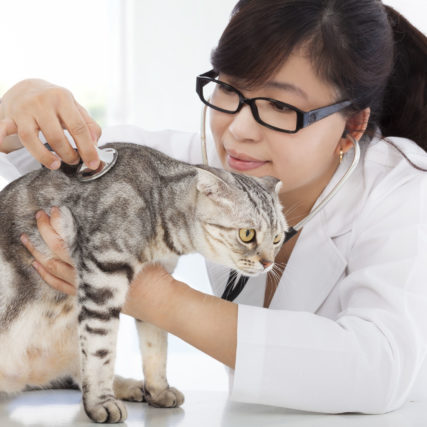 Explore CE courses and credits in veterinary education.